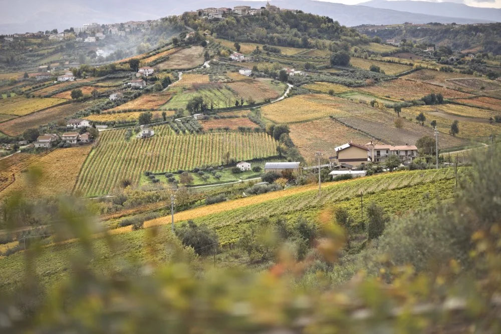 Torre Zambra Winery